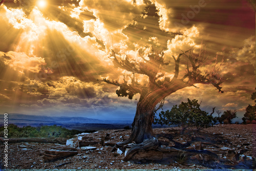Fotografie Sunrise desert scene