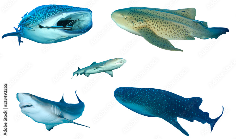 Fototapeta premium Collection Shark species isolated. Whale Shark, Leopard, Whitetip Reef and Grey Reef Sharks on white background. 