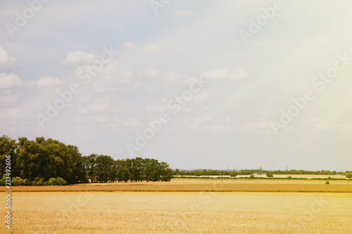 Wheat field Ears of golden wheat close up. Rural scenery under shining sunlight. Background of the ripening ears of the wheat field.   agriculture  agronomy  industry concept 