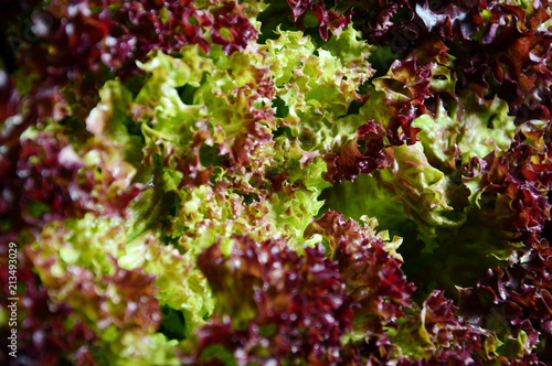 Fresh Lettuce,Selway(Lolla Rossa type). photo