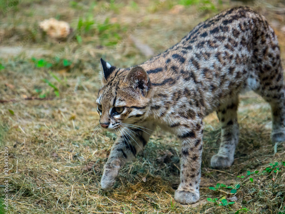 Obraz premium Chat sauvage