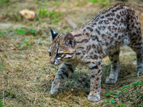 Chat sauvage photo