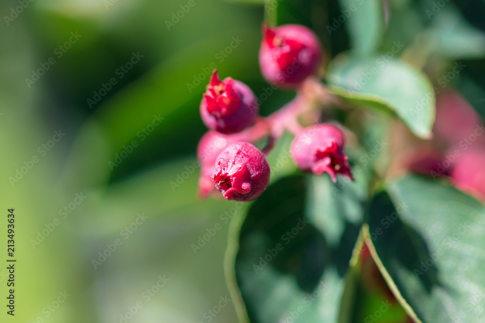 Ripe red berries on a tree branch in Russia Ripe red berries on a tree branch in Russia