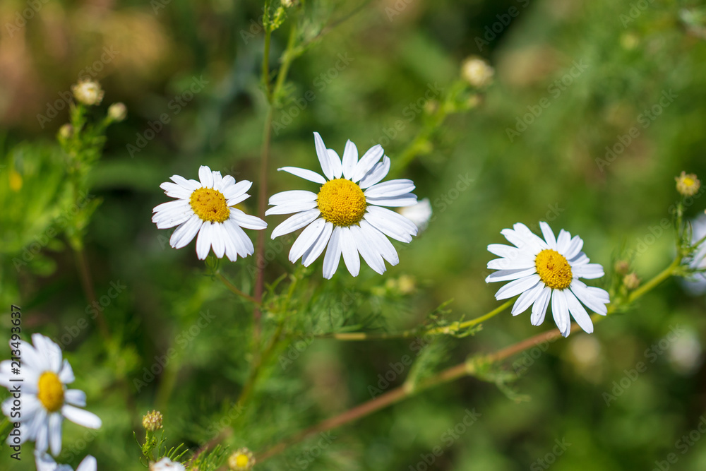 White daisies grow in the garden in nature White daisies grow in the garden in nature