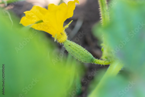Cucumbers on a bush in the garden