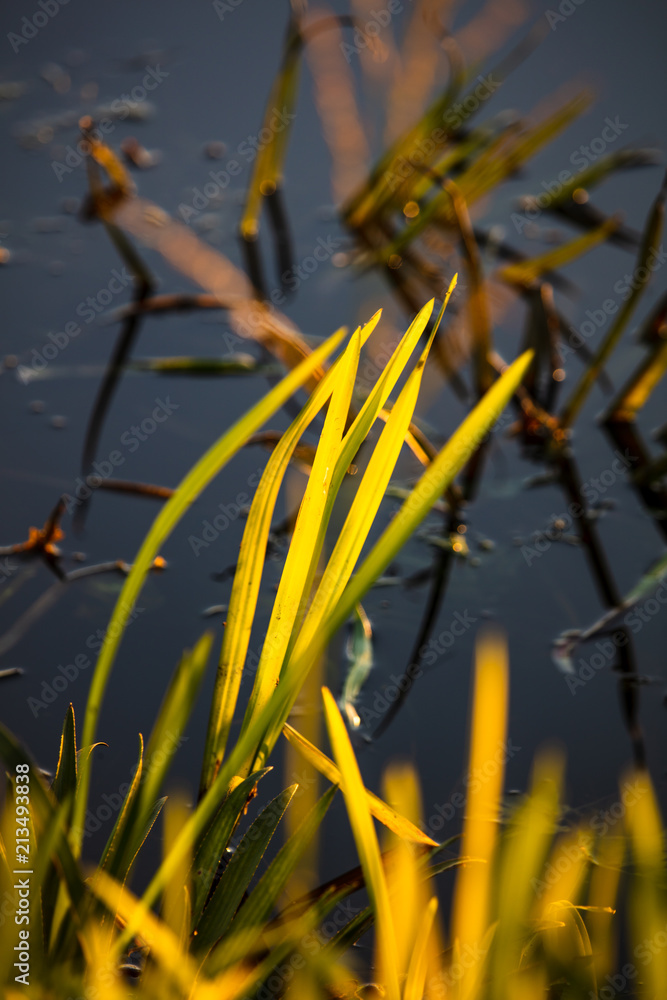 Obraz premium Reeds on the lake at sunset as a background