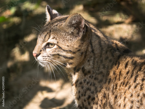 Photography Chat sauvage