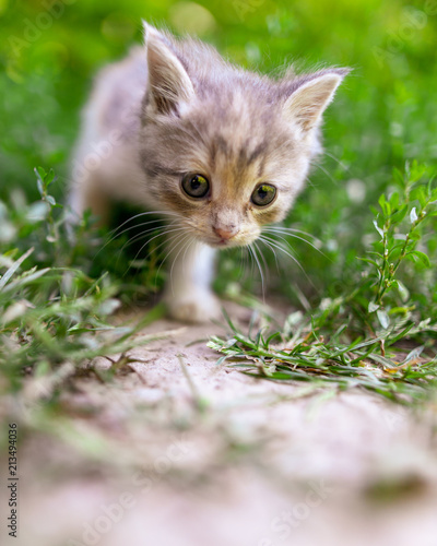 Portrait of a kitten in green grass