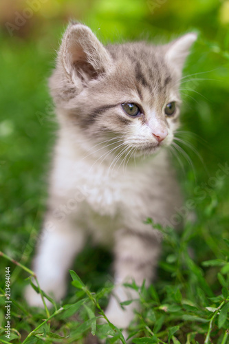 Portrait of a kitten in green grass
