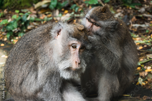 Fototapeta Naklejka Na Ścianę i Meble -  Two monkeys doing hygiene in monkey forest of Ubud, Bali, Indonesia