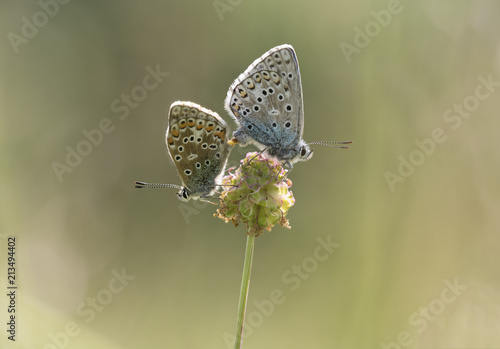 Wallpaper Mural A mating pair of Adonis Blue butterflies at Martin Down NNR in Hampshire. Torontodigital.ca