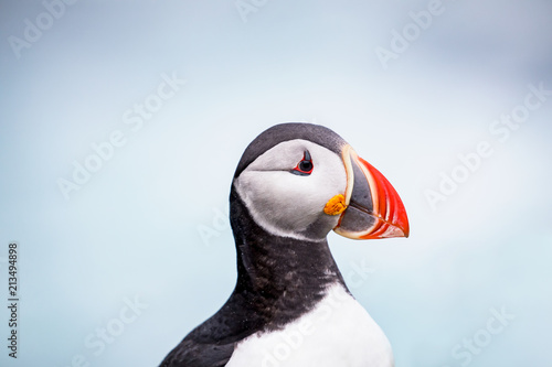 Atlantic puffins in Iceland © Brittany