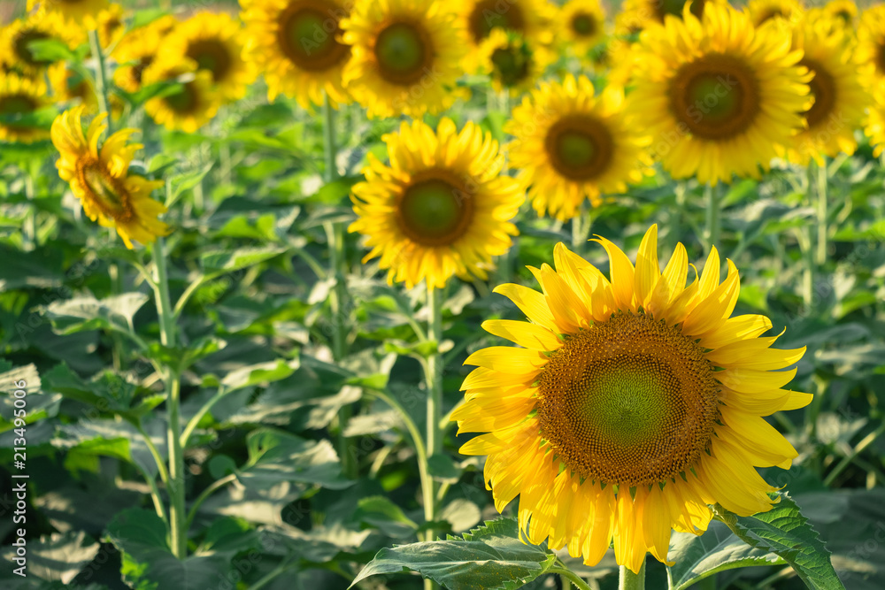 beautiful sunflowers blooming in field beautiful sunflowers blooming in field