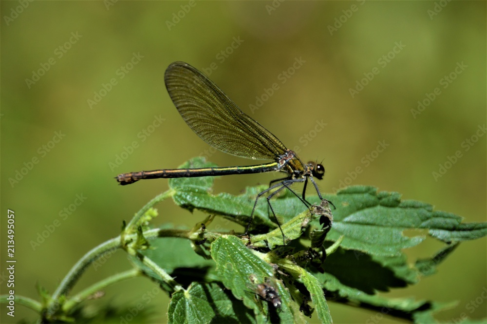 Weibchen der Gebänderten Prachtlibelle (Calopteryx splendens) Weibchen der Gebänderten Prachtlibelle (Calopteryx splendens)
