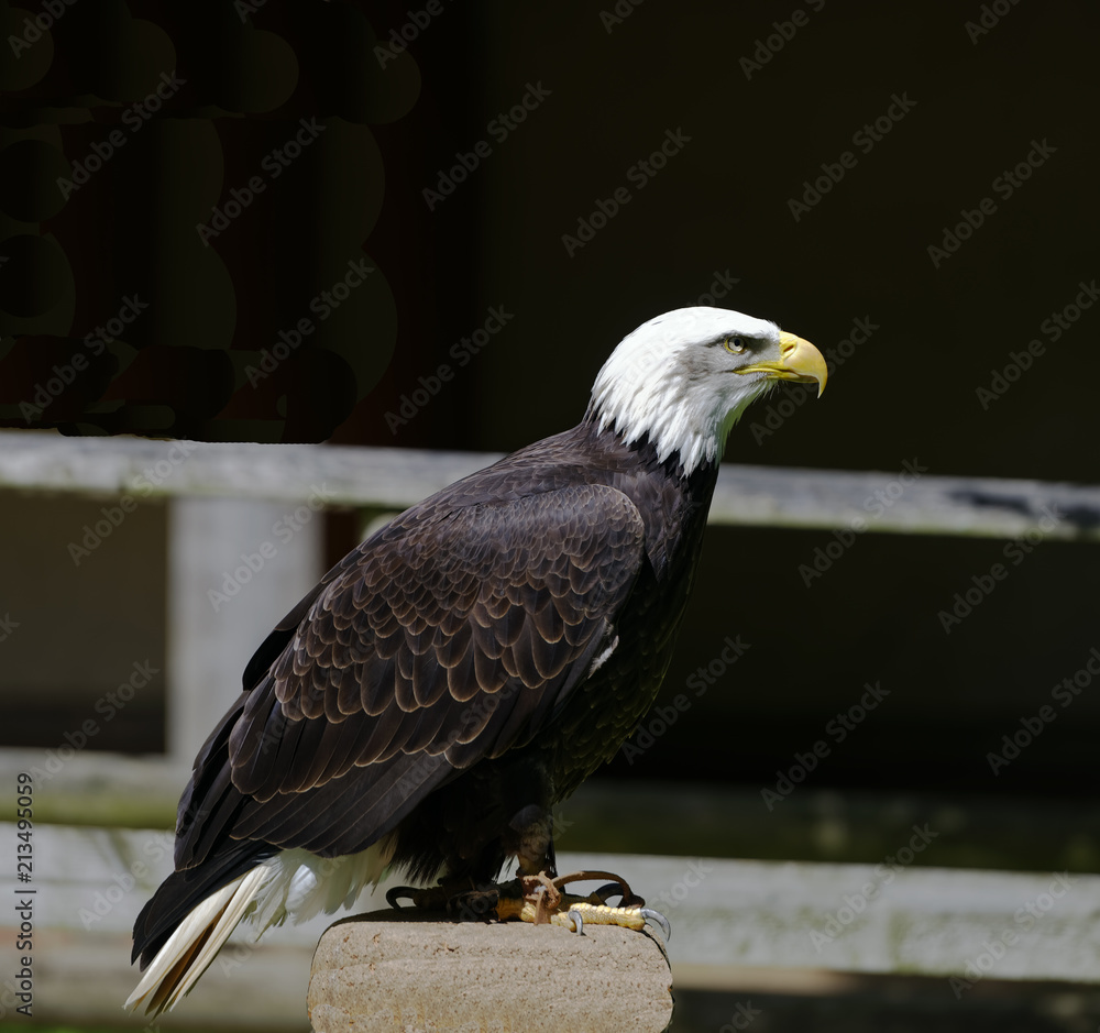 Obraz premium Majestic American Bald Eagle