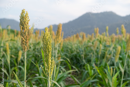 beautiful flower of corns blooming in field