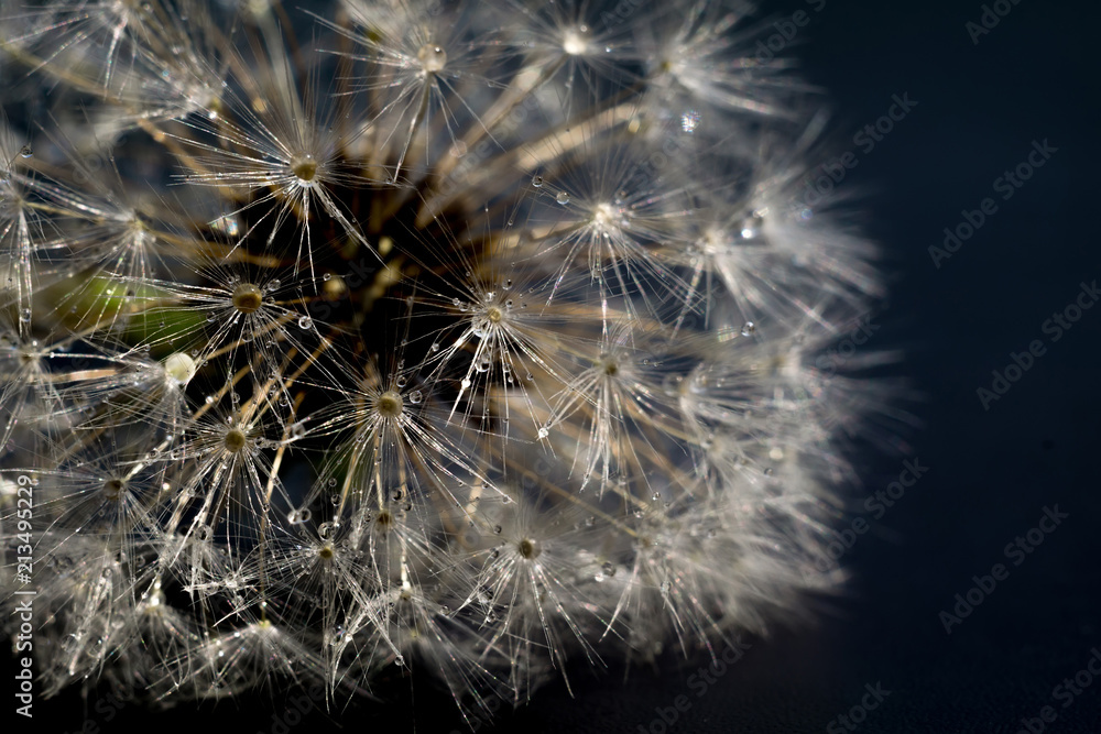 Obraz premium Biały mniszek lekarski z kroplami wody