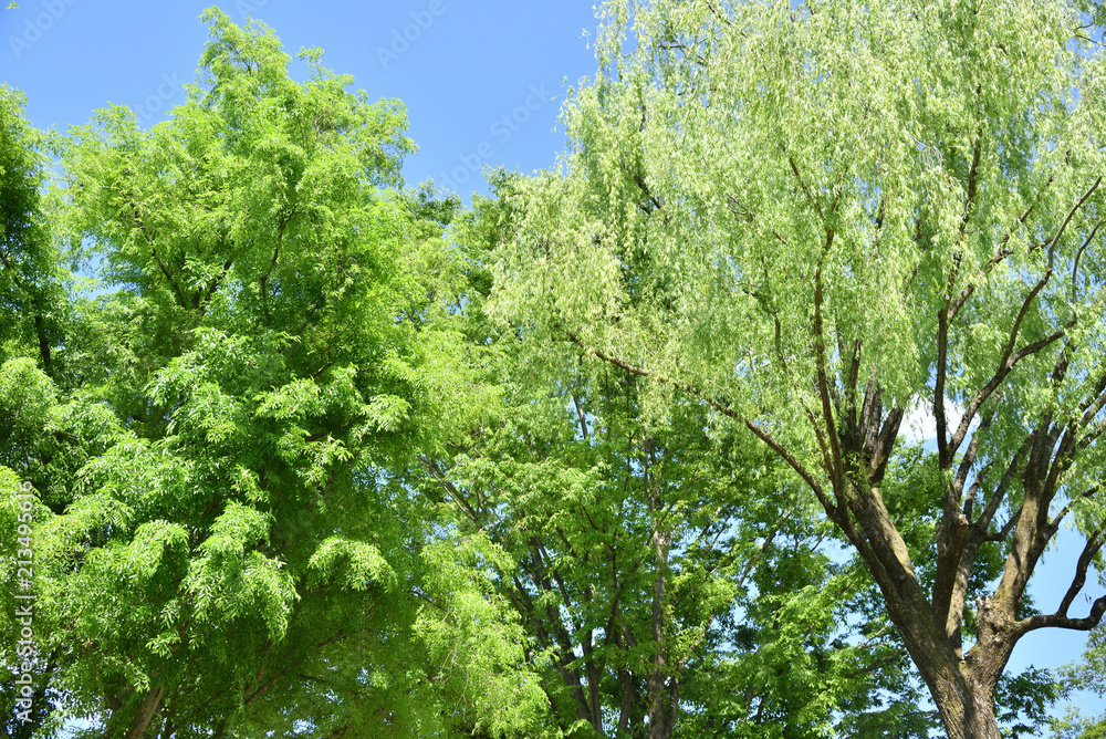 green trees in the forest