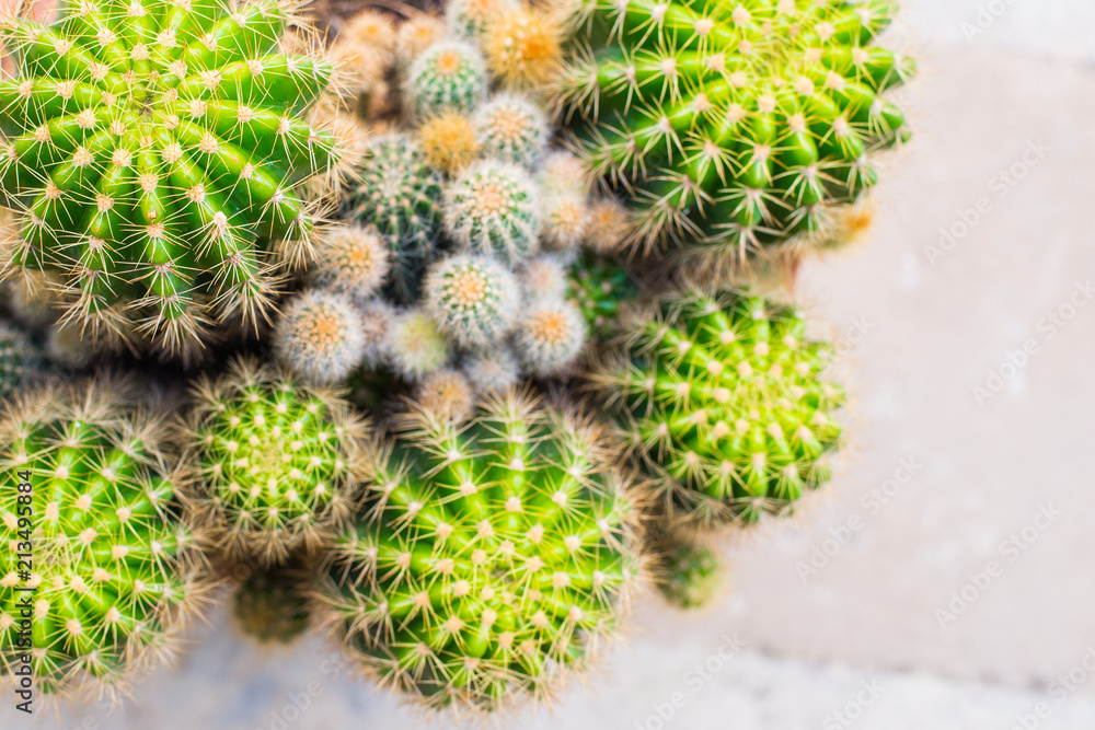 Cactus Cactus