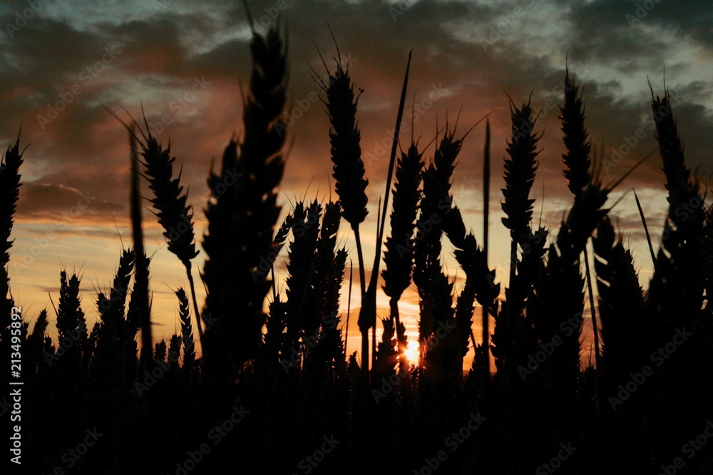 Sunset harvest