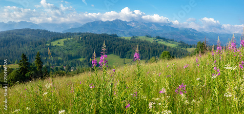 Fototapeta Naklejka Na Ścianę i Meble -  Panorama of the Tatra Mountains in Poland, flowers blooming on a mountain meadow