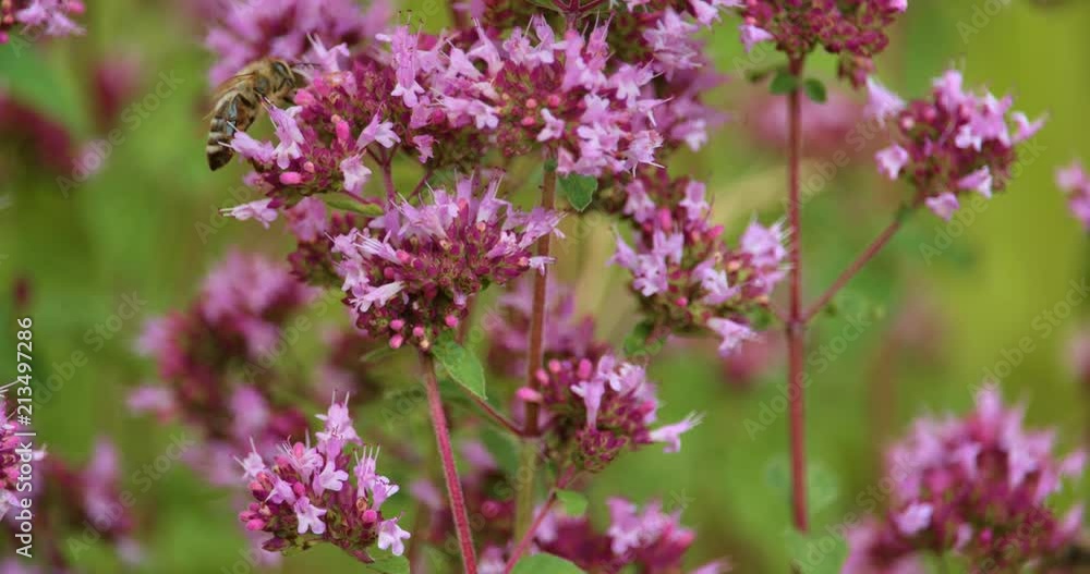 Bees collecting nectar on a flower in slow motion Bees collecting nectar on a flower in slow motion