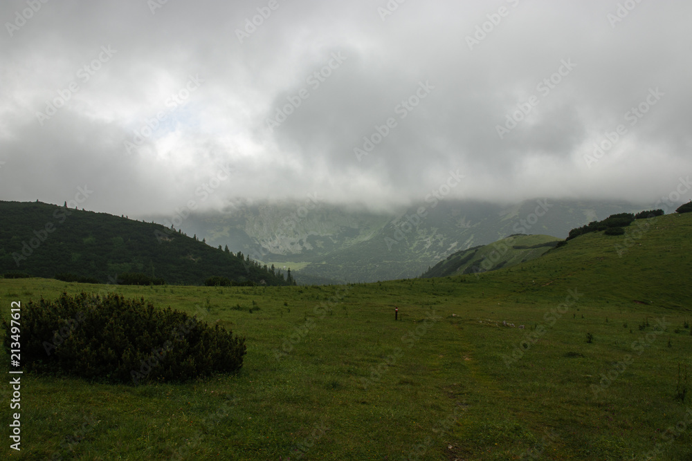 alpine meadow on a foggy day