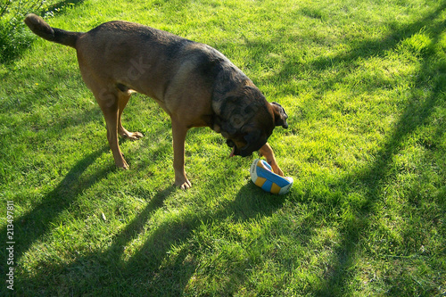 Chien et ballon