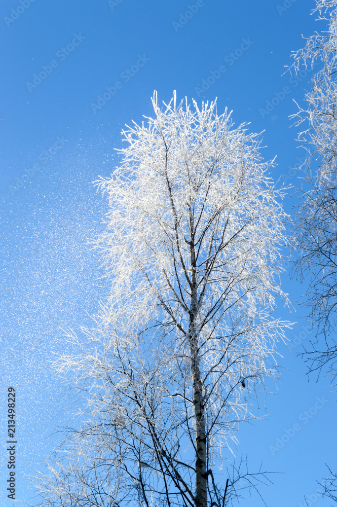 white frost on tree at sunny finnish winter day white frost on tree at sunny finnish winter day