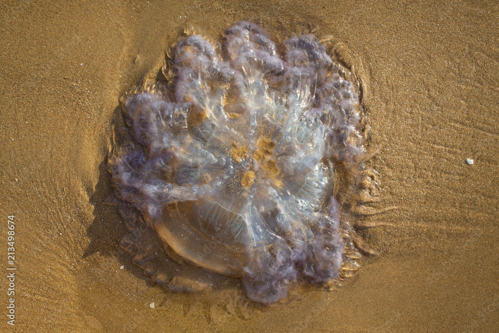 Fototapeta premium Jellyfish ( Rhopilema nomadica ) on the sandy beach, Abstract natural background, Close up shot