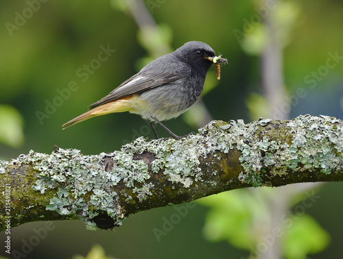 Hausrotschwanz; Phoenicurus ochruros; blackstart photo