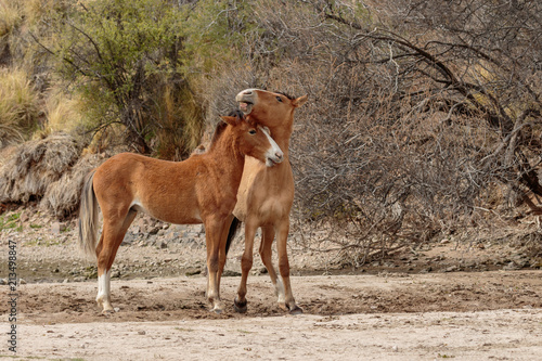 Wild Horses Sparring in the Arizona Desert © natureguy