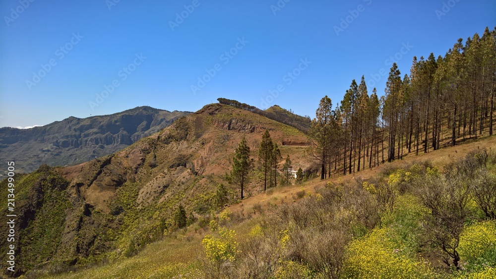 Wäldchen am Hang (Gran Canaria)