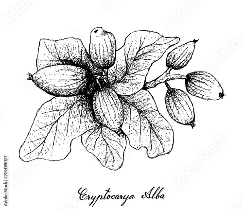 Hand Drawn of Cryptocarya Alba Fruits on White Background