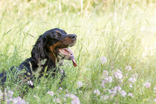 Quadro em tela Gordon Setter
