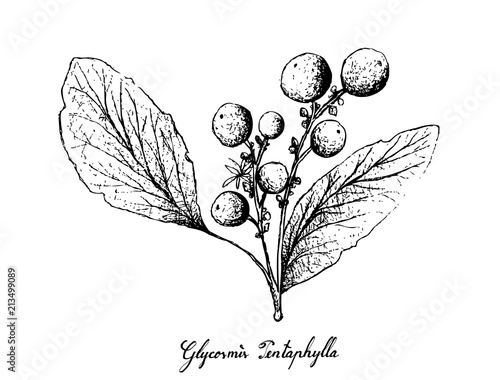 Hand Drawn of Orangeberry Fruits on White Background