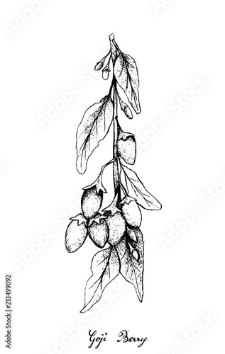 Hand Drawn of Goji Berries on White Background photo