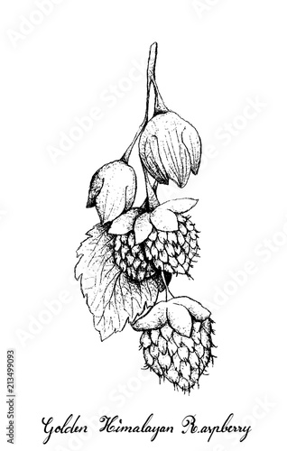 Hand Drawn of Golden Himalayan Raspberries on White Background