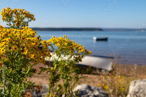 Yellow Flowers by Beach