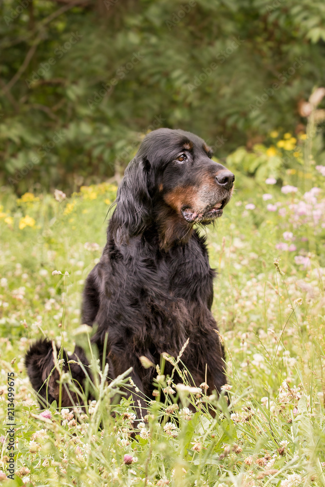 Gordon Setter