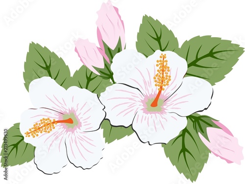 Beautiful pink hibiscus flowers with leaves. Raster Illustration