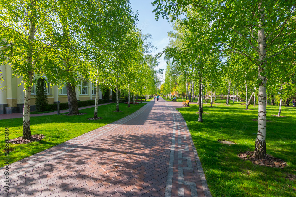 clear spacious alley in a light park with young birch trees beside the house