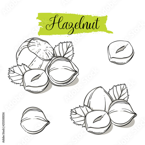 Hand drawn sketch style Hazelnut set. Single, group seeds, hazelnut in nutshells group. Organic nut, vector doodle illustrations collection isolated on white background.