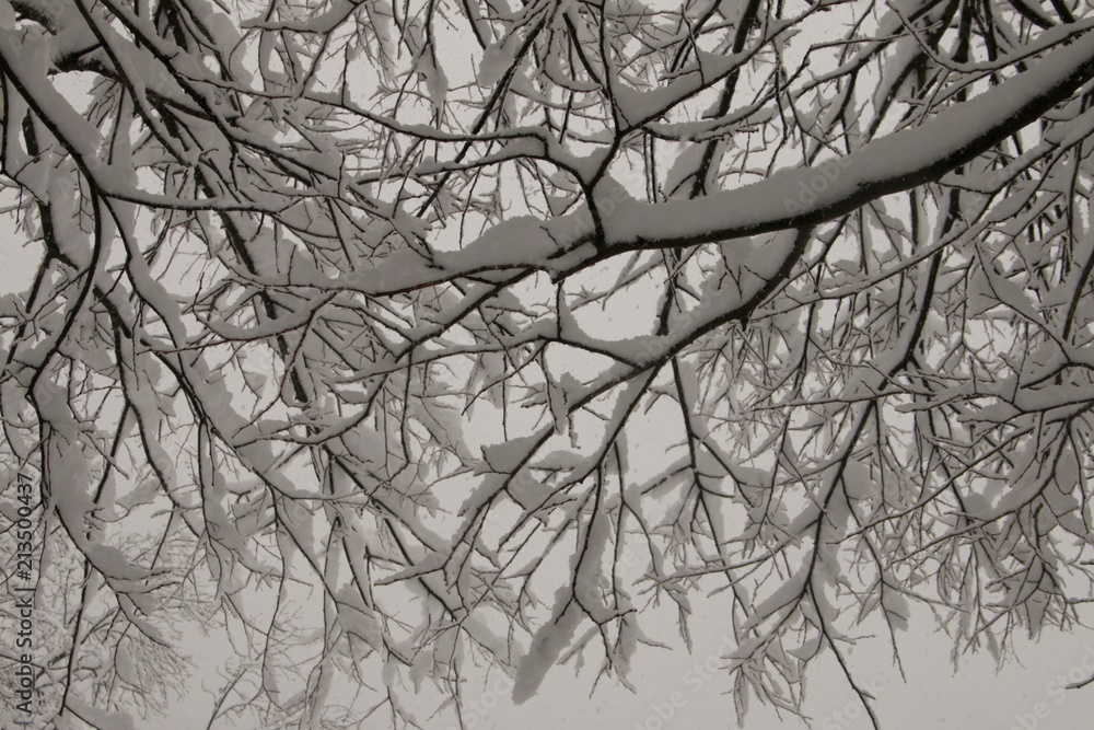 Obraz premium branches covered in snow