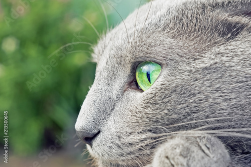 macro view of a grey cat with green eyes .