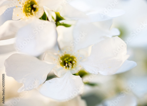 Close up of the pear tree flowers