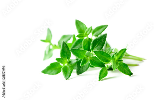 Thyme fresh herb closeup isolated