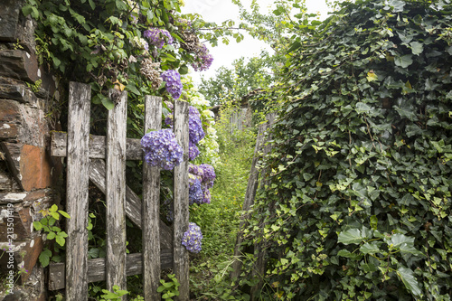 Fototapeta Naklejka Na Ścianę i Meble -  an open old wooden gate at an abandoned private house with climbing plants