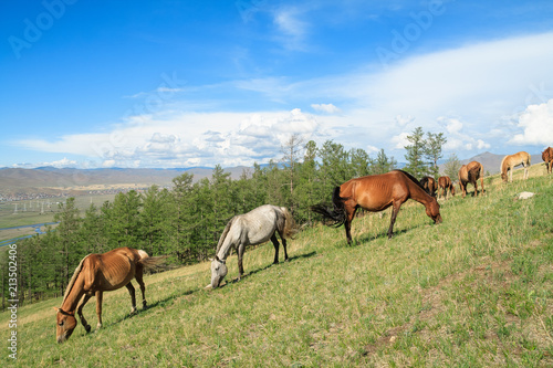 Horse Mongolian farm