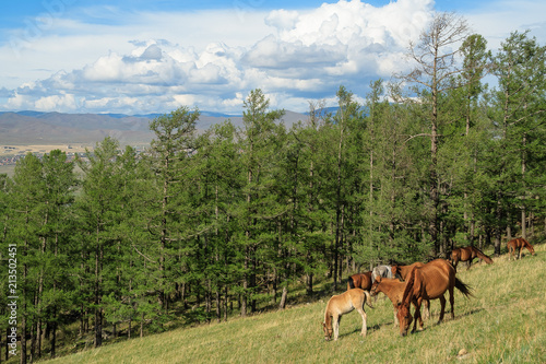 Horse Mongolian farm